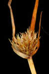 Granite flatsedge